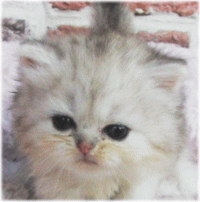 チンチラの子猫（ID:1230711001）の1枚目の写真/更新日:2014-10-10