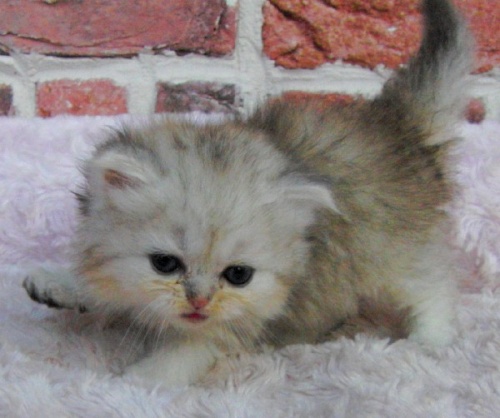 チンチラの子猫（ID:1230711001）の2枚目の写真/更新日:2014-10-10
