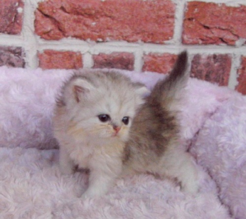チンチラの子猫（ID:1230711001）の3枚目の写真/更新日:2014-10-10