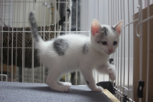 ミックスの子猫（ID:1232611013）の3枚目の写真/更新日:2018-06-13