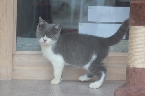 ブリティッシュショートヘアの子猫（ID:1232611015）の2枚目の写真/更新日:2019-06-10