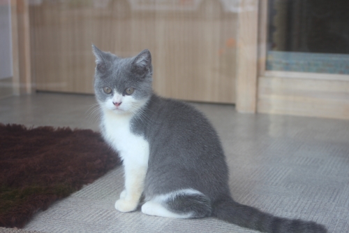 ブリティッシュショートヘアの子猫（ID:1232611015）の3枚目の写真/更新日:2019-06-10