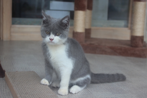 ブリティッシュショートヘアの子猫（ID:1232611015）の4枚目の写真/更新日:2019-06-10