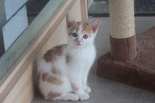 スコティッシュフォールドの子猫（ID:1232611016）の1枚目の写真/更新日:2019-06-10