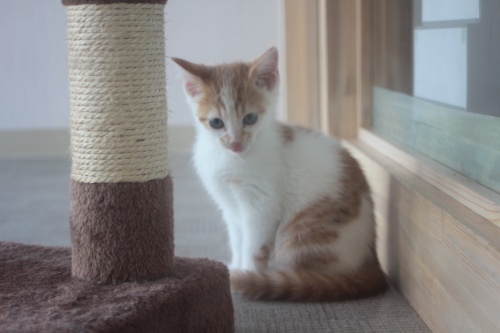 スコティッシュフォールドの子猫（ID:1232611016）の2枚目の写真/更新日:2019-06-10