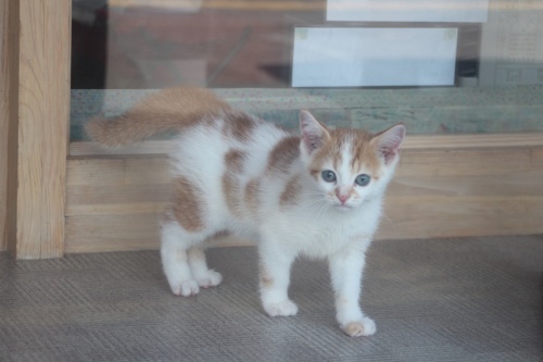 スコティッシュフォールドの子猫（ID:1232611016）の3枚目の写真/更新日:2019-06-10