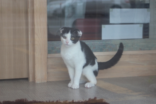 スコティッシュフォールドの子猫（ID:1232611019）の1枚目の写真/更新日:2019-06-12