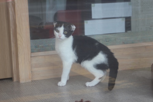 スコティッシュフォールドの子猫（ID:1232611019）の3枚目の写真/更新日:2019-06-12