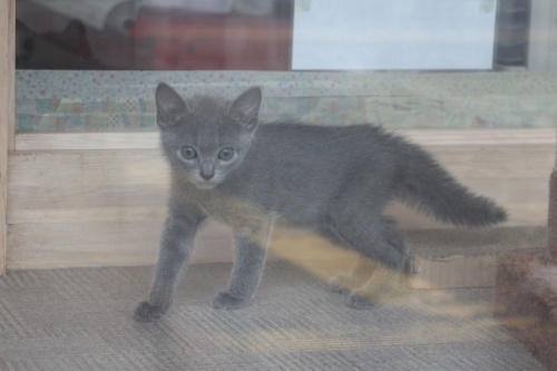ロシアンブルーの子猫（ID:1232611021）の2枚目の写真/更新日:2019-08-14