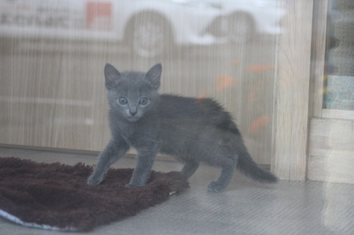 ロシアンブルーの子猫（ID:1232611021）の5枚目の写真/更新日:2019-08-14