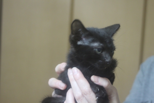 スコティッシュフォールドの子猫（ID:1232611023）の2枚目の写真/更新日:2021-10-21