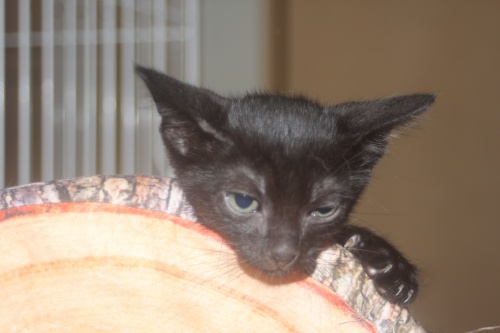 スコティッシュフォールドの子猫（ID:1232611023）の3枚目の写真/更新日:2021-10-21