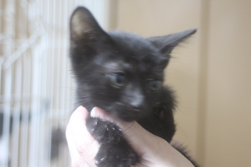 スコティッシュフォールドの子猫（ID:1232611024）の1枚目の写真/更新日:2021-10-21
