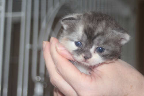 スコティッシュフォールドの子猫（ID:1232611025）の1枚目の写真/更新日:2021-11-04