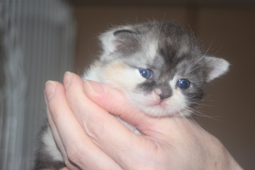 スコティッシュフォールドの子猫（ID:1232611025）の2枚目の写真/更新日:2021-11-04