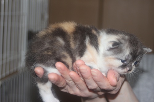 スコティッシュフォールドの子猫（ID:1232611025）の3枚目の写真/更新日:2021-11-04
