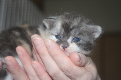 スコティッシュフォールドの子猫（ID:1232611025）の5枚目の写真/更新日:2021-11-04