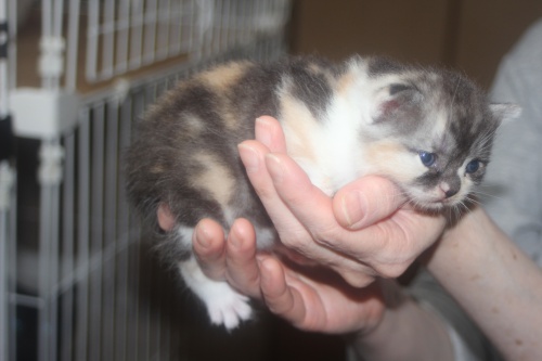 スコティッシュフォールドの子猫（ID:1232611025）の6枚目の写真/更新日:2021-11-04