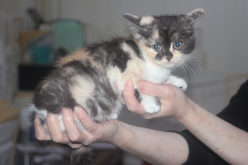 スコティッシュフォールドの子猫（ID:1232611026）の1枚目の写真/更新日:2021-12-15