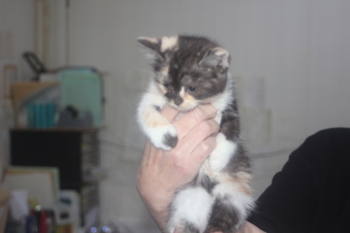 スコティッシュフォールドの子猫（ID:1232611026）の2枚目の写真/更新日:2021-12-15