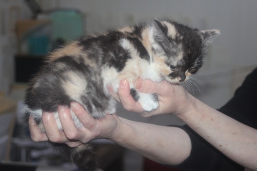 スコティッシュフォールドの子猫（ID:1232611026）の3枚目の写真/更新日:2021-12-15