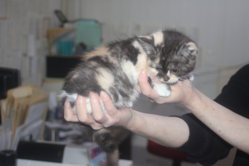 スコティッシュフォールドの子猫（ID:1232611026）の4枚目の写真/更新日:2021-12-15
