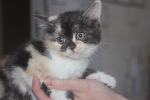 スコティッシュフォールドの子猫（ID:1232611026）の5枚目の写真/更新日:2021-12-15