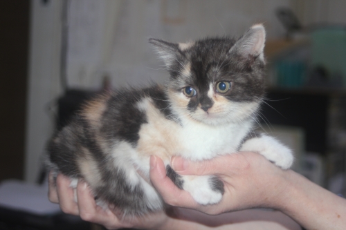 スコティッシュフォールドの子猫（ID:1232611026）の6枚目の写真/更新日:2021-12-15