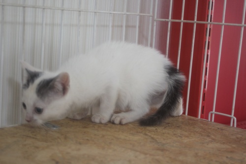 ミックスの子猫（ID:1232611027）の4枚目の写真/更新日:2022-02-09