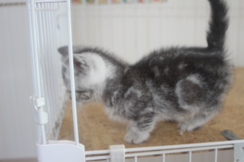 マンチカンの子猫（ID:1232611028）の2枚目の写真/更新日:2022-02-09