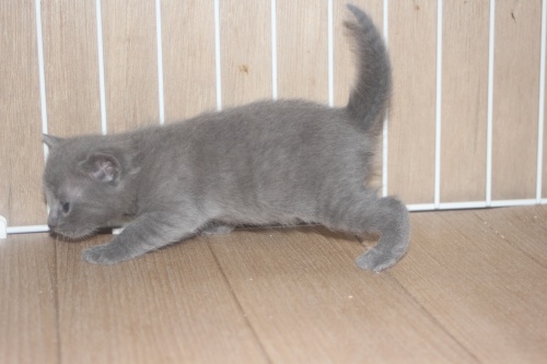 ロシアンブルーの子猫（ID:1232611030）の1枚目の写真/更新日:2022-04-09