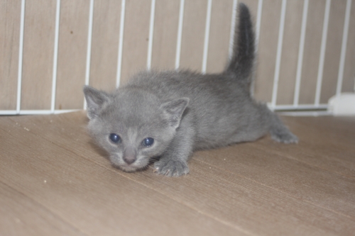 ロシアンブルーの子猫（ID:1232611030）の2枚目の写真/更新日:2022-04-09