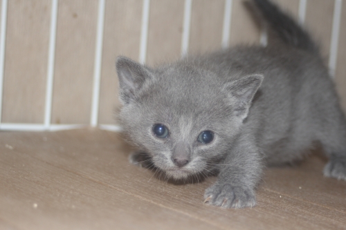 ロシアンブルーの子猫（ID:1232611030）の3枚目の写真/更新日:2022-04-09