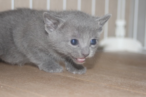 ロシアンブルーの子猫（ID:1232611030）の4枚目の写真/更新日:2022-04-09