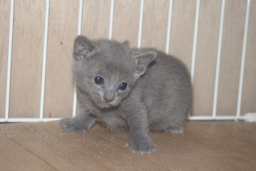 ロシアンブルーの子猫（ID:1232611030）の5枚目の写真/更新日:2022-04-09