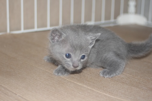 ロシアンブルーの子猫（ID:1232611033）の1枚目の写真/更新日:2022-04-09