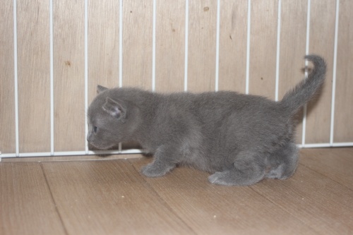 ロシアンブルーの子猫（ID:1232611033）の3枚目の写真/更新日:2022-04-09