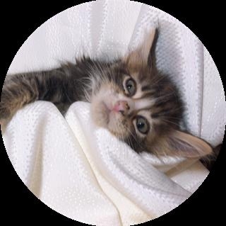 CN[̎qLiID:1232911036j0ڂ̎ʐ^/XV:2019-08-27