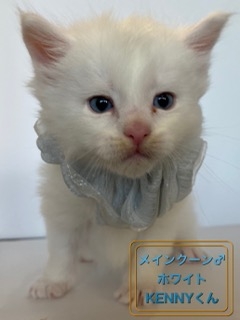 メインクーンの子猫（ID:1232911132）の1枚目の写真/更新日:2021-11-27