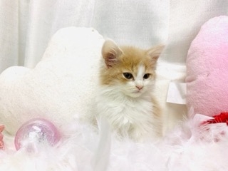 メインクーンの子猫（ID:1232911137）の0枚目の写真/更新日:2022-03-31