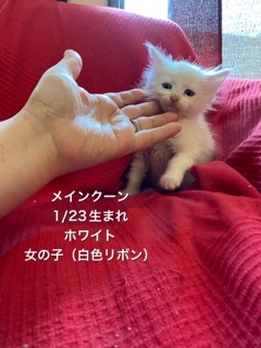 メインクーンの子猫（ID:1232911144）の0枚目の写真/更新日:2022-03-06