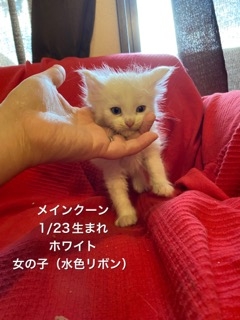 メインクーンの子猫（ID:1232911145）の0枚目の写真/更新日:2022-03-06