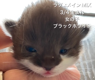 ミックスの子猫（ID:1232911149）の1枚目の写真/更新日:2022-03-20