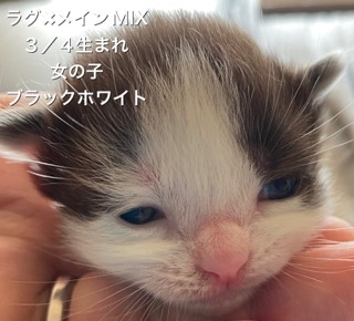 ミックスの子猫（ID:1232911150）の0枚目の写真/更新日:2022-03-20
