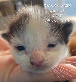 ミックスの子猫（ID:1232911151）の0枚目の写真/更新日:2022-03-20