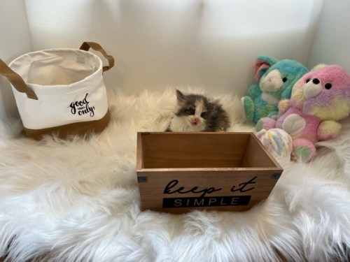 メインクーンの子猫（ID:1232911172）の4枚目の写真/更新日:2022-09-21