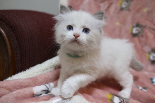 ラグドールの子猫（ID:1233011001）の1枚目の写真/更新日:2019-07-23
