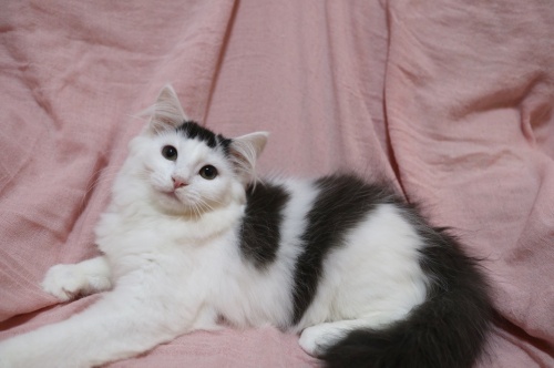 ノルウェージャンフォレストキャットの子猫（ID:1233011004）の1枚目の写真/更新日:2019-07-23