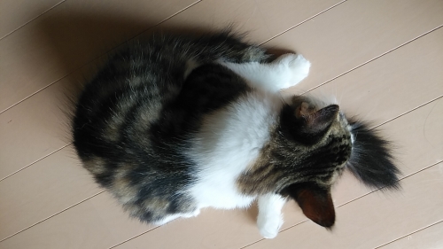 ノルウェージャンフォレストキャットの子猫（ID:1233211003）の3枚目の写真/更新日:2019-08-25