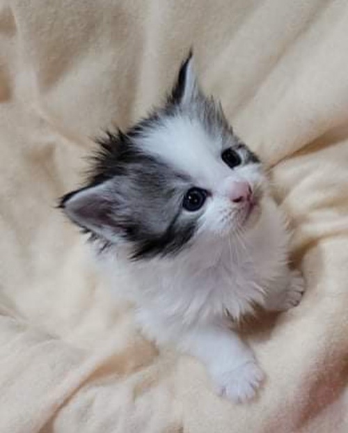 メインクーンの子猫（ID:1235211001）の1枚目の写真/更新日:2022-02-03